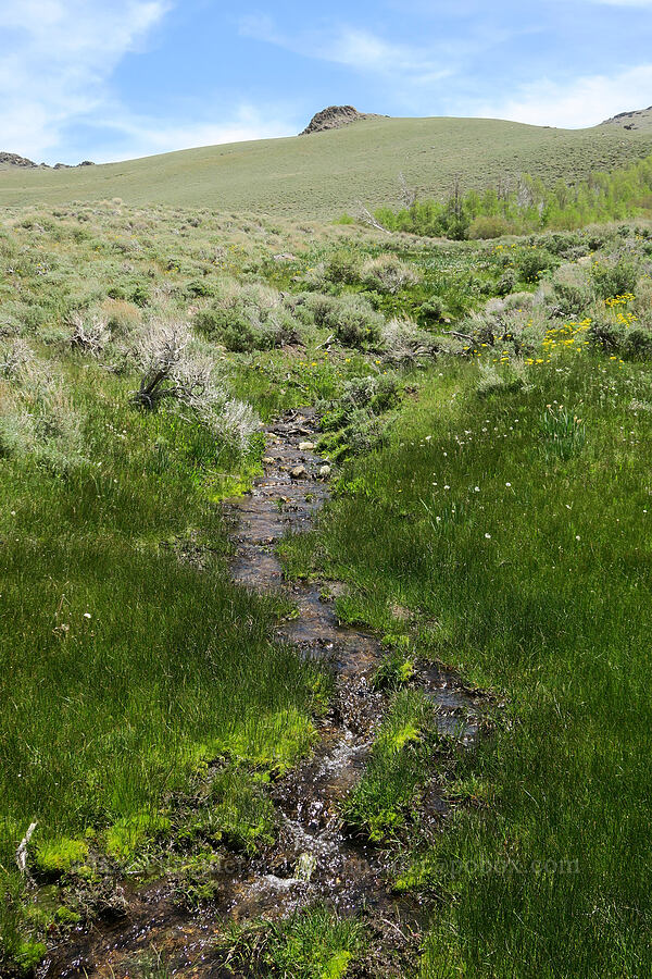 spring-fed stream [Pueblo Mountains, Harney County, Oregon]