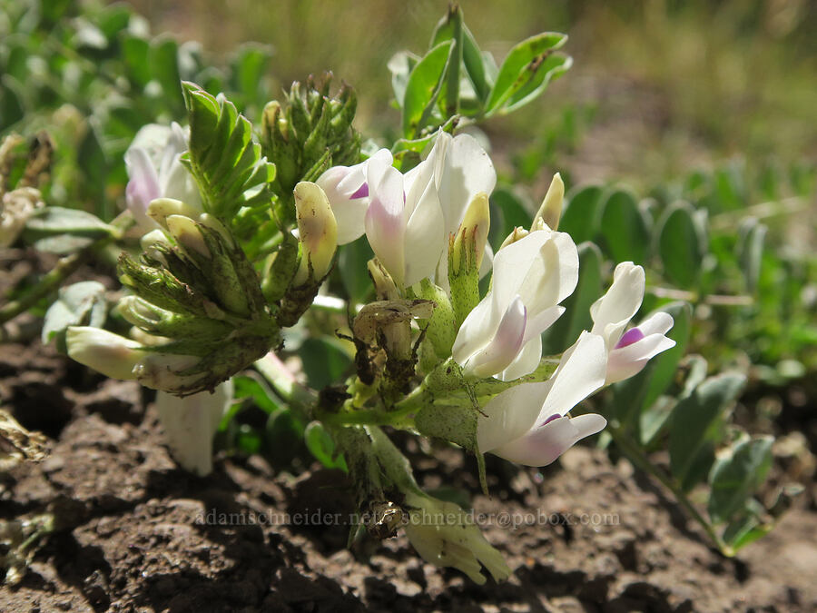 freckled milk-vetch (Astragalus lentiginosus var. chartaceus (Astragalus lentiginosus var. platyphyllidius)) [Pueblo Mountains, Harney County, Oregon]