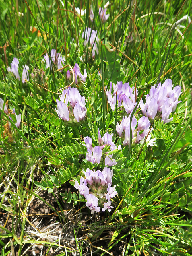 field milk-vetch (Astragalus agrestis) [Pueblo Mountains, Harney County, Oregon]