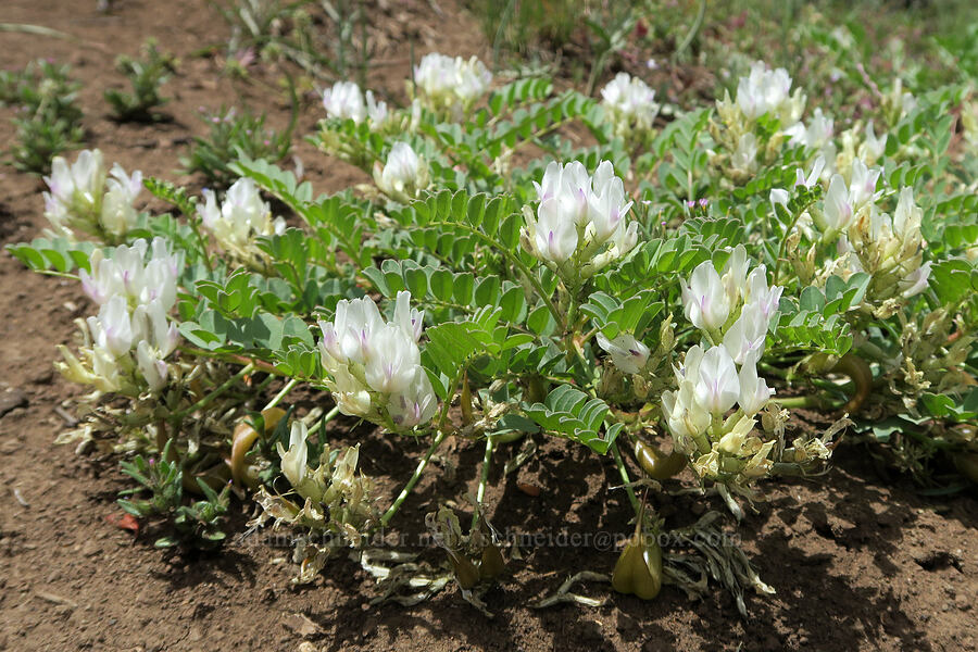Humboldt River/Snake milk-vetch (Astragalus iodanthus var. diaphanoides) [Pueblo Mountains, Harney County, Oregon]