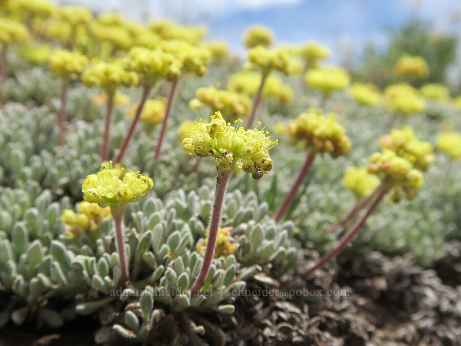 matted buckwheat (Eriogonum caespitosum (Eriogonum cespitosum)) [Pueblo Mountains, Harney County, Oregon]
