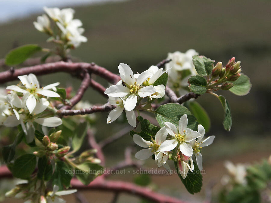 Utah serviceberry flowers (Amelanchier utahensis) [Pueblo Mountains, Harney County, Oregon]