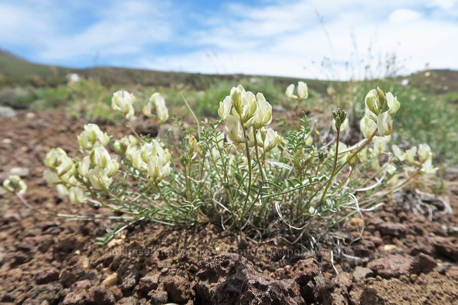 arcane milk-vetch (Astragalus obscurus) [Pueblo Mountains, Harney County, Oregon]