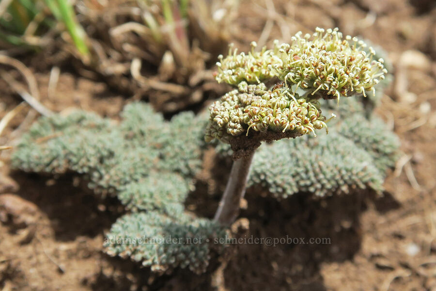 Paiute biscuitroot (Lomatium ravenii var. paiutense) [Pueblo Mountains, Harney County, Oregon]