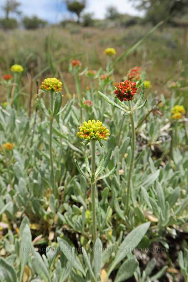 halimium buckwheat (Eriogonum sphaerocephalum var. halimioides) [Pueblo Mountains, Harney County, Oregon]
