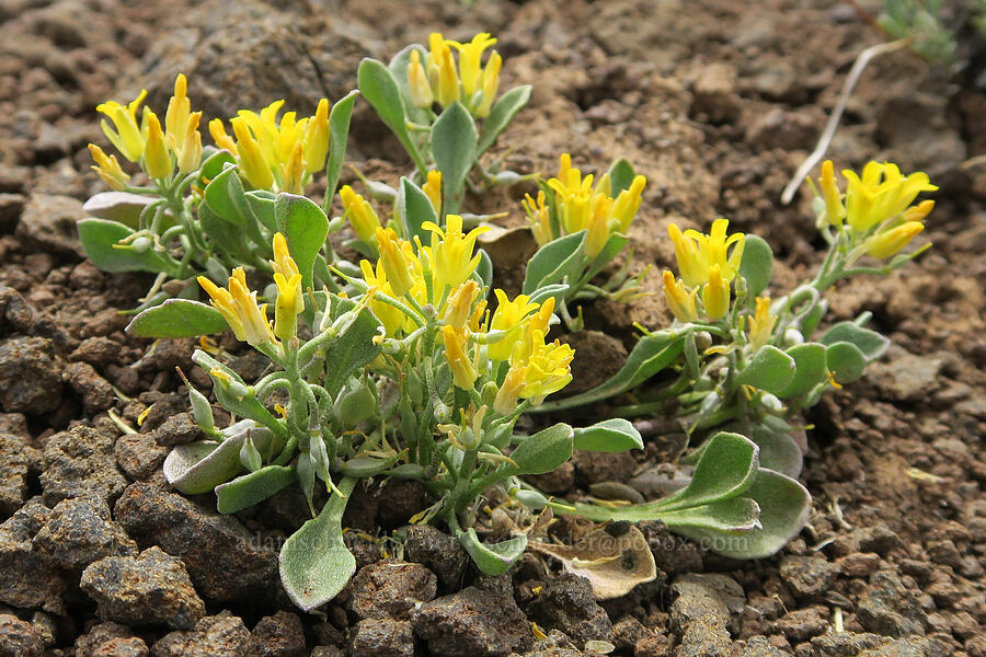 western bladder-pod/twin-pod (Physaria occidentalis ssp. occidentalis (Lesquerella occidentalis)) [Pueblo Mountains, Harney County, Oregon]