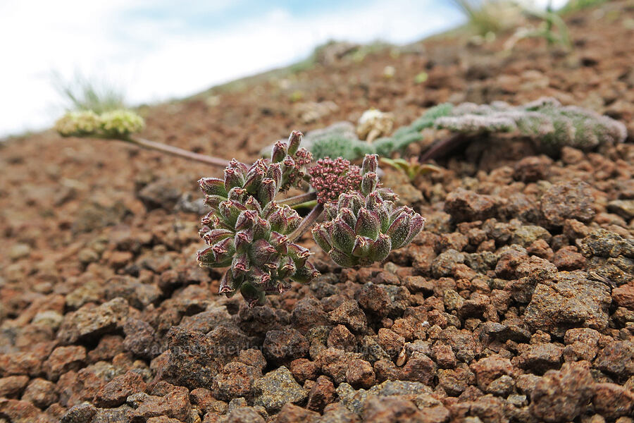 Paiute biscuitroot, going to seed (Lomatium ravenii var. paiutense) [Pueblo Mountains, Harney County, Oregon]
