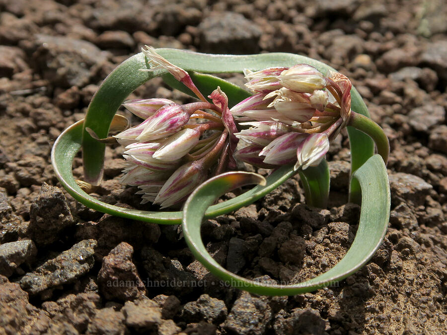 dotted/punctuate onion (Allium punctum) [Pueblo Mountains, Harney County, Oregon]