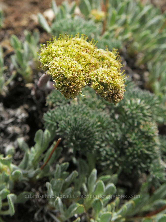 MacDougal's desert biscuitroot (Lomatium foeniculaceum ssp. macdougalii) [Pueblo Mountains, Harney County, Oregon]