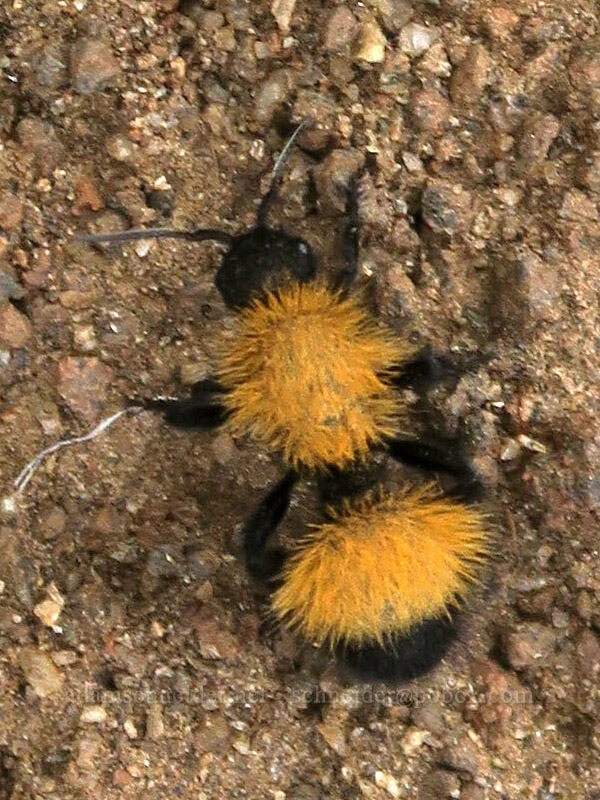 velvet ant (Dasymutilla sp.) [Ten Cent Meadows, Harney County, Oregon]