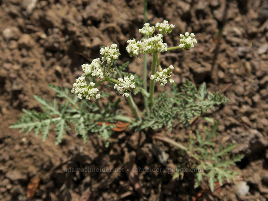 Nevada biscuitroot (Lomatium nevadense) [Pueblo Mountains, Harney County, Oregon]