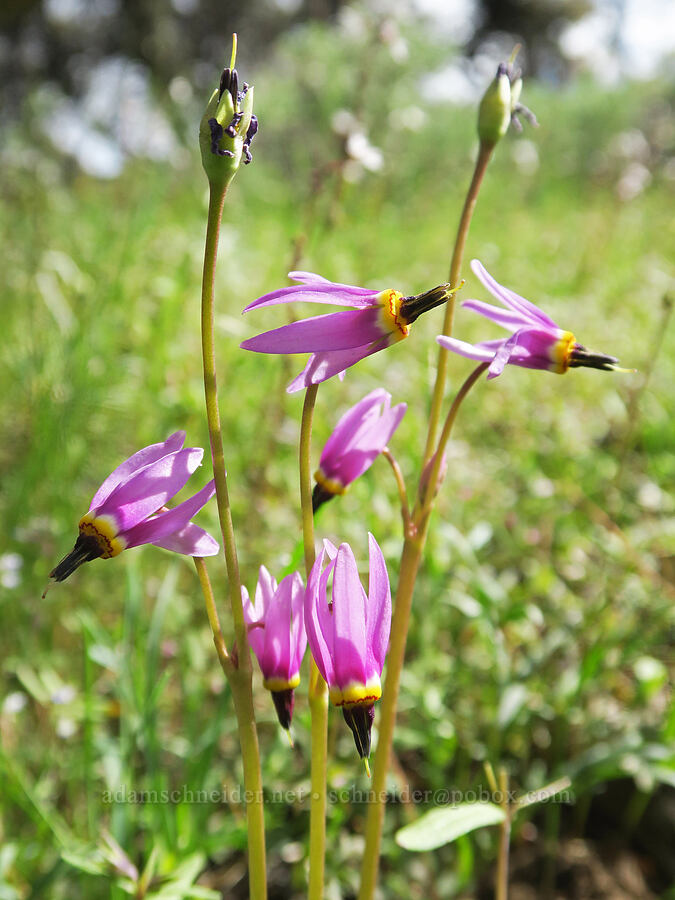 desert shooting stars (Dodecatheon conjugens (Primula conjugens)) [Pueblo Mountains, Harney County, Oregon]
