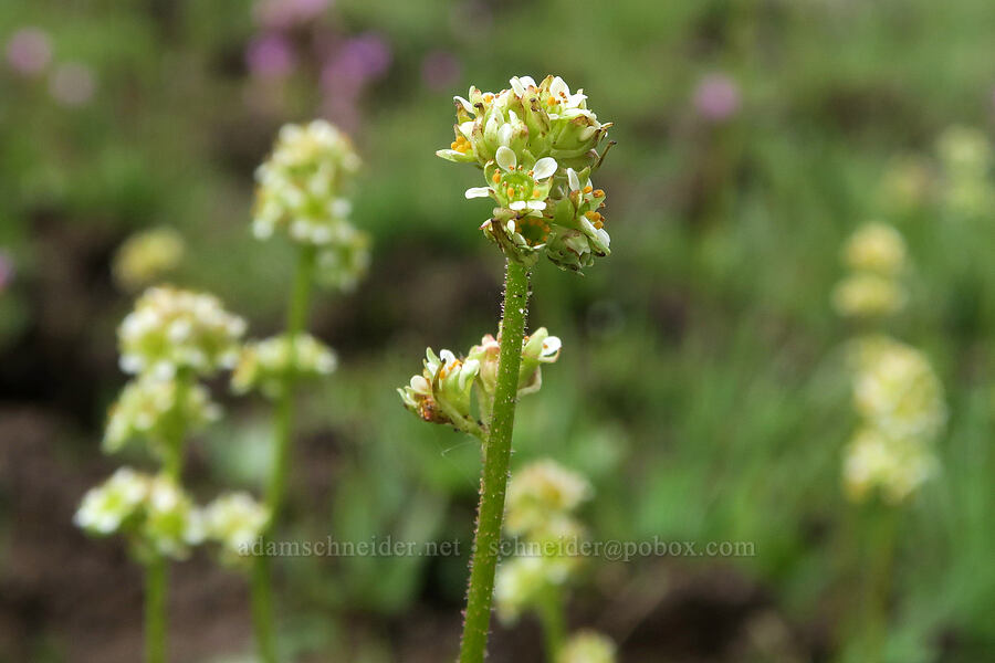 whole-leaf saxifrage (Micranthes integrifolia (Saxifraga integrifolia)) [Pueblo Mountains, Harney County, Oregon]