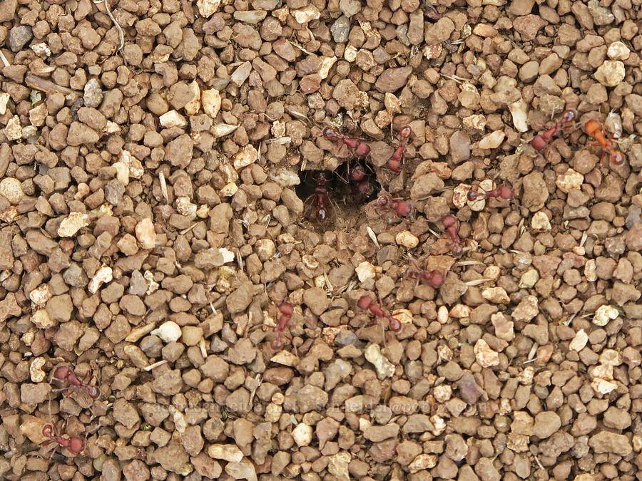 harvester ants (Pogonomyrmex sp.) [Pueblo Mountains, Harney County, Oregon]