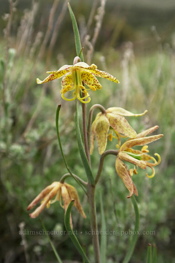 spotted mountain bells (chocolate lilies) (Fritillaria atropurpurea) [Pueblo Mountains, Harney County, Oregon]