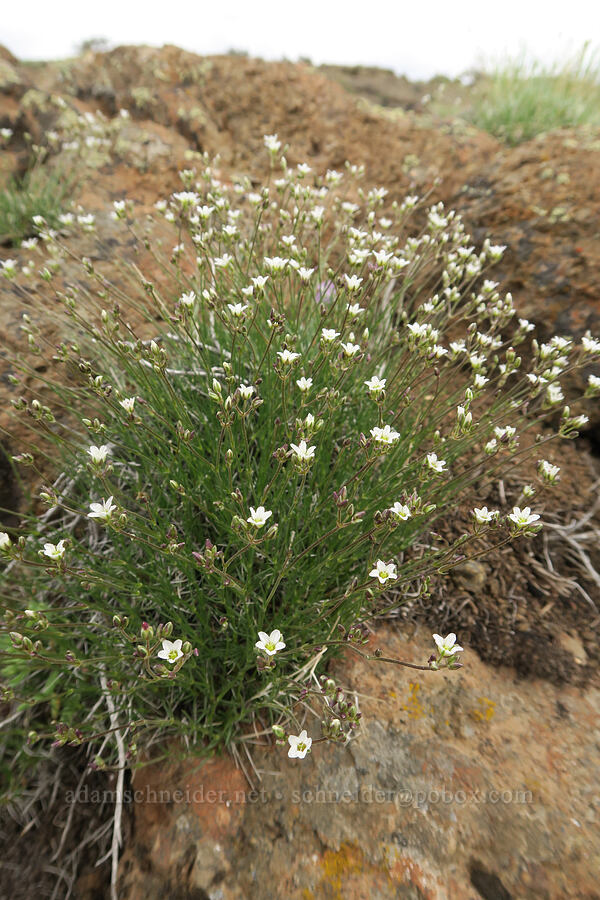 sandwort (Eremogone sp. (Arenaria sp.)) [Pueblo Mountains, Harney County, Oregon]