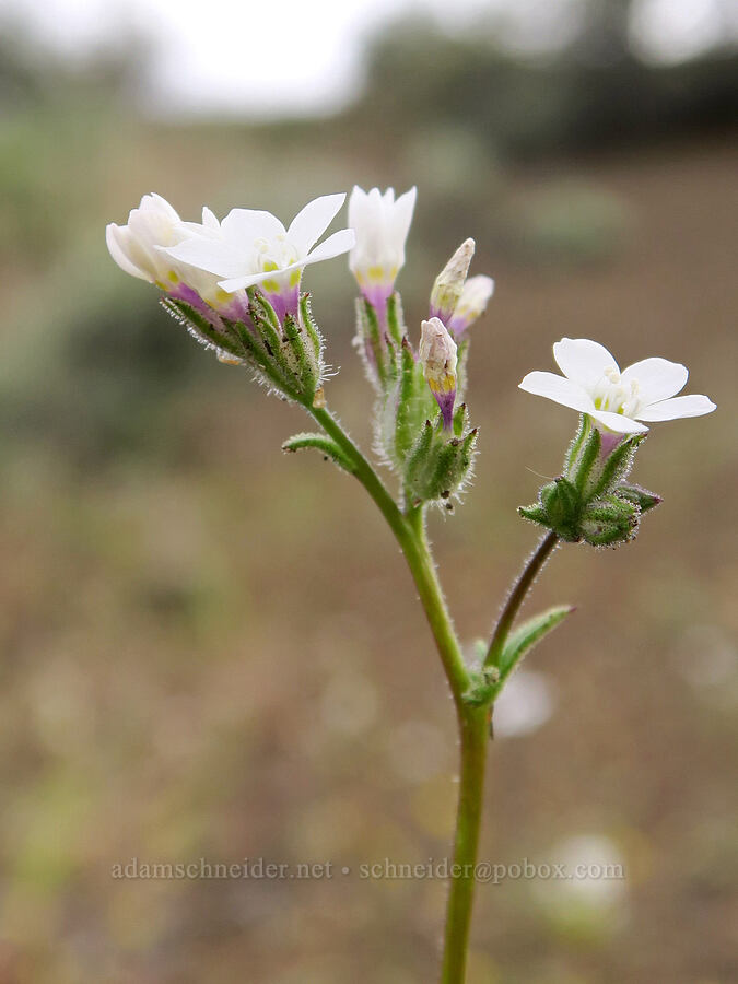 white Nevada gilia (Gilia brecciarum) [Pueblo Mountains, Harney County, Oregon]