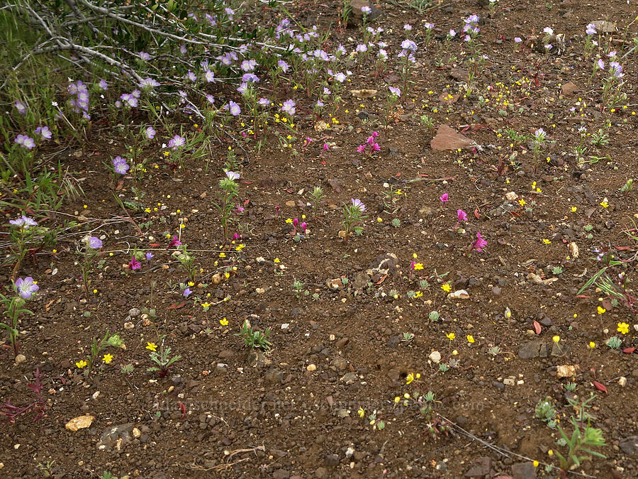 tiny wildflowers (Phacelia linearis, Canbya aurea, Diplacus nanus (Mimulus nanus), Gilia brecciarum) [Pueblo Mountains, Harney County, Oregon]