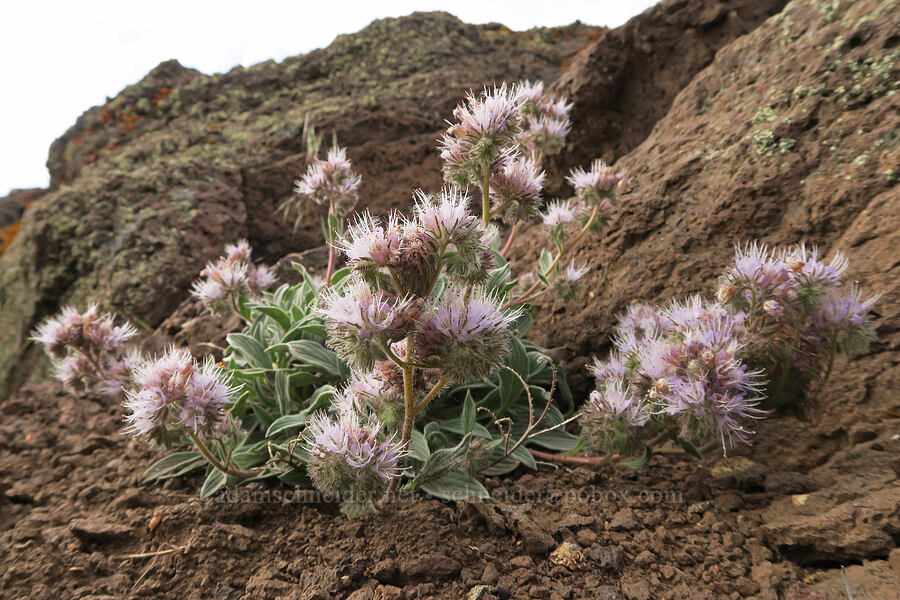 purple phacelia (Phacelia hastata var. alpina (Phacelia alpina)) [Pueblo Mountains, Harney County, Oregon]