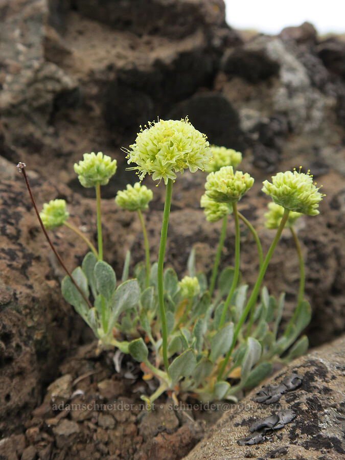 yellow cushion buckwheat (Eriogonum ovalifolium var. ovalifolium) [Pueblo Mountains, Harney County, Oregon]