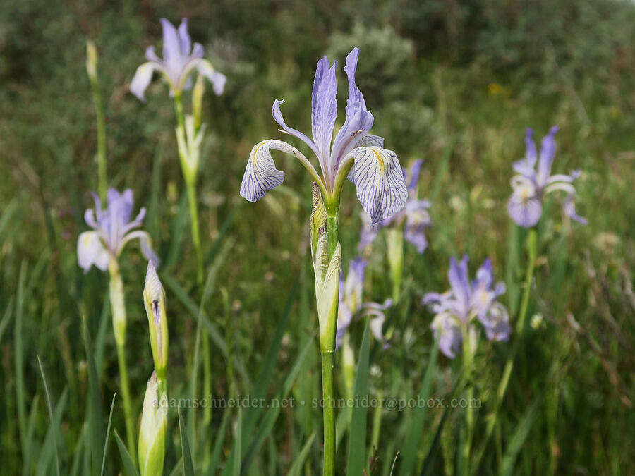 Rocky Mountain iris (Iris missouriensis) [Pueblo Mountains, Harney County, Oregon]
