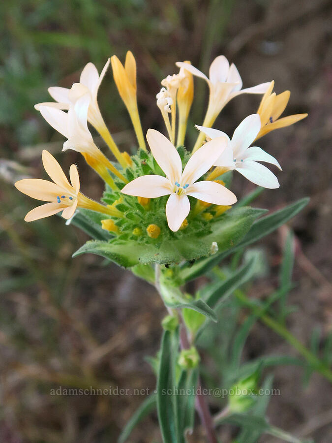 grand collomia (Collomia grandiflora) [Arizona Creek Road, Harney County, Oregon]