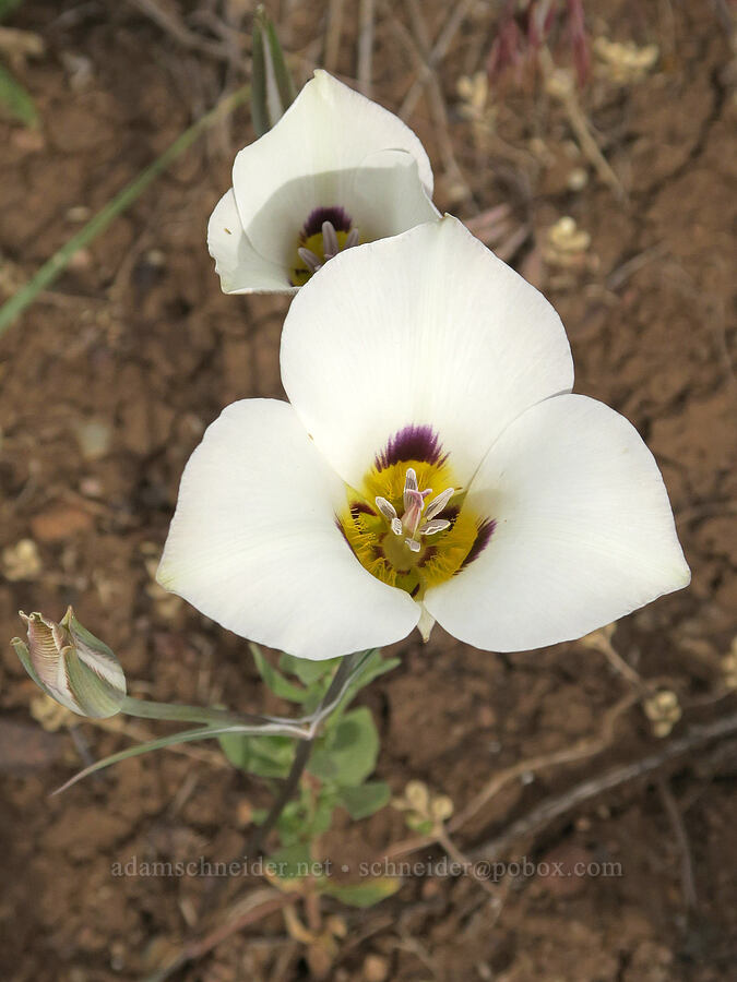 Bruneau mariposa lily (Calochortus bruneaunis) [Arizona Creek Road, Harney County, Oregon]