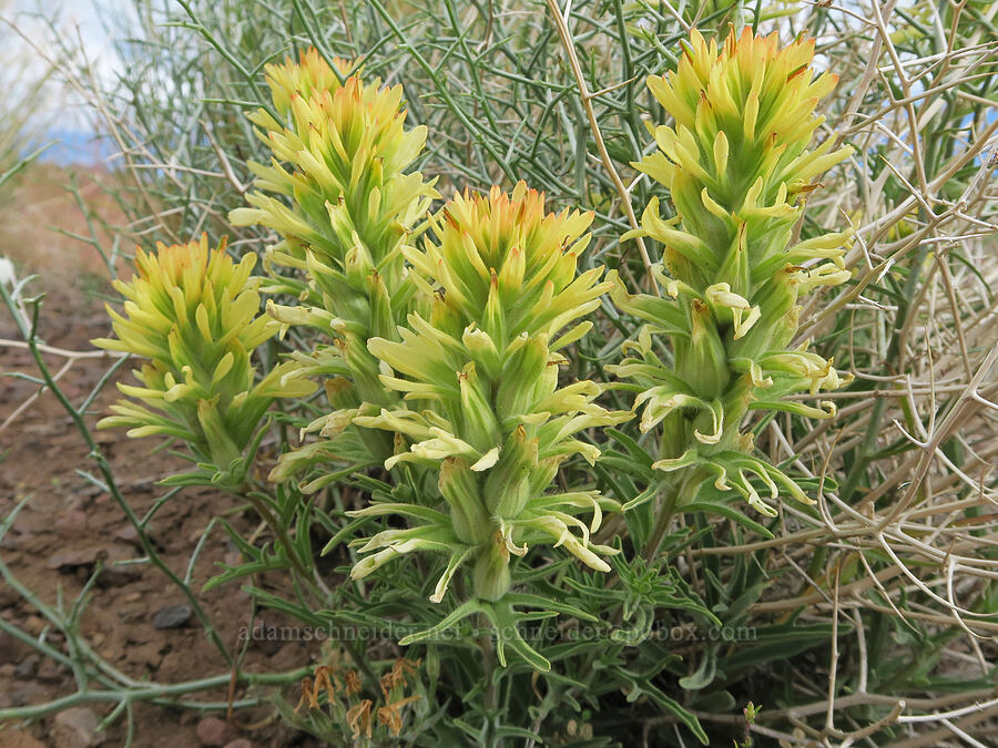 yellow paintbrush (Castilleja angustifolia var. flavescens) [Arizona Creek Road, Harney County, Oregon]