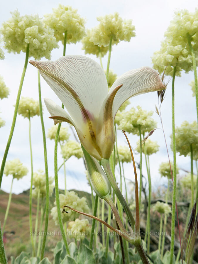 Bruneau mariposa lily & cushion buckwheat (Calochortus bruneaunis, Eriogonum ovalifolium var. purpureum) [Arizona Creek Road, Harney County, Oregon]
