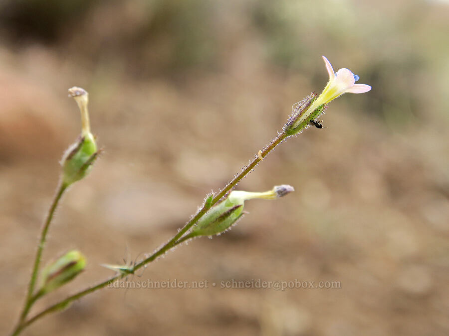 shy gilia (Gilia inconspicua) [Arizona Creek Road, Harney County, Oregon]