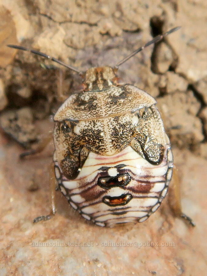 stink bug nymph (Thyanta sp.) [Arizona Creek Road, Harney County, Oregon]