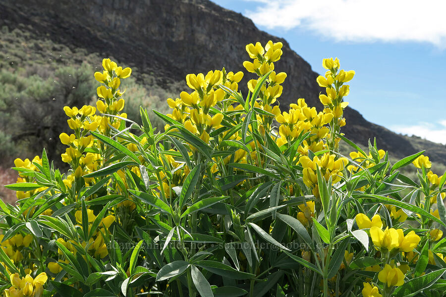 golden pea (Thermopsis montana) [State Highway 205, Harney County, Oregon]