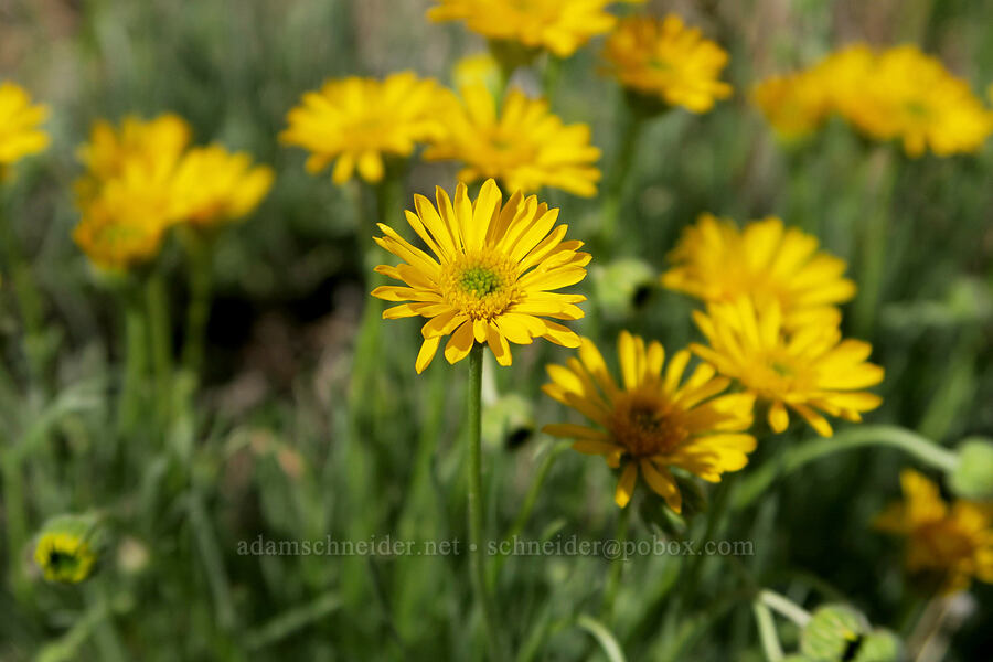 desert yellow fleabane/daisies (Erigeron linearis) [South Steens Mountain Loop Road, Harney County, Oregon]