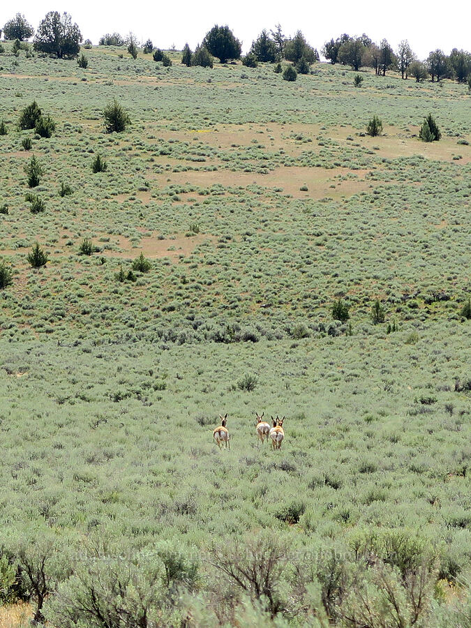 pronghorn antelope (Antilocapra americana oregona) [South Steens Mountain Loop Road, Harney County, Oregon]