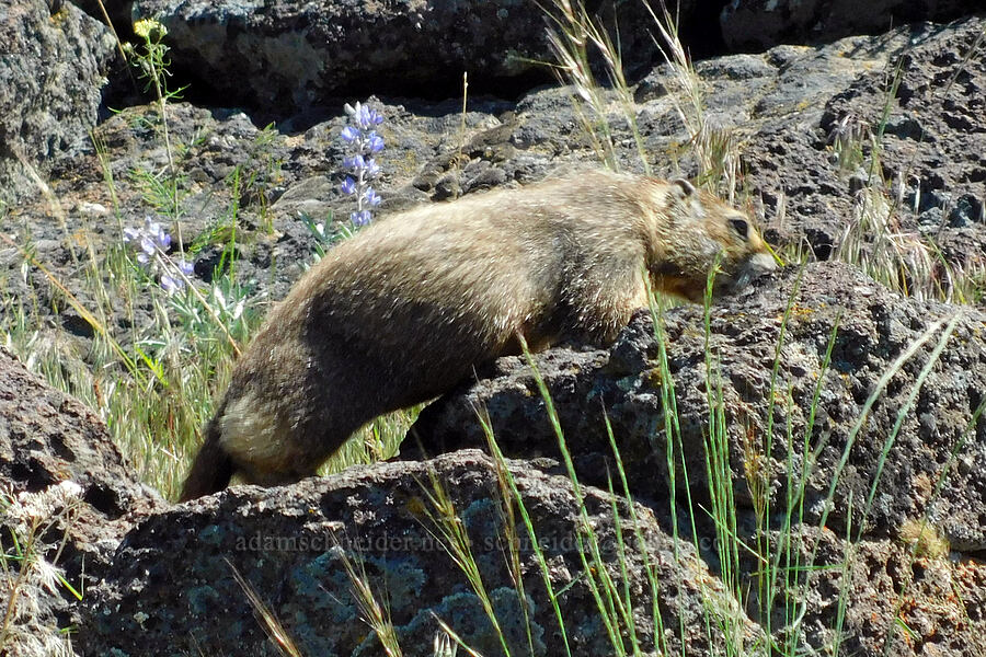 yellow-bellied marmot (Marmota flaviventris) [South Steens Mountain Loop Road, Harney County, Oregon]