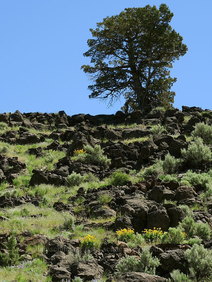 balsamroot & sagebrush (Balsamorhiza sagittata, Artemisia sp.) [South Steens Mountain Loop Road, Harney County, Oregon]