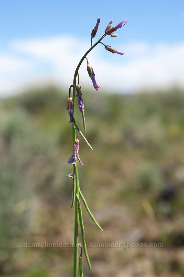 drop-seed rock-cress (Boechera pendulocarpa (Arabis holboellii var. pendulocarpa)) [South Steens Mountain Loop Road, Harney County, Oregon]