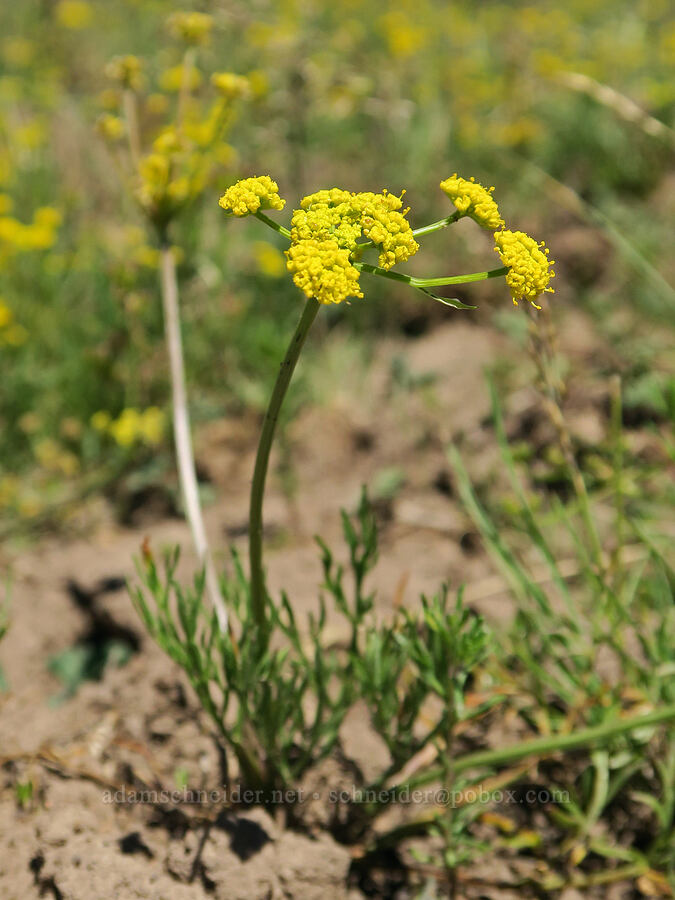 mystery desert parsley (Lomatium sp.) [South Steens Mountain Loop Road, Harney County, Oregon]