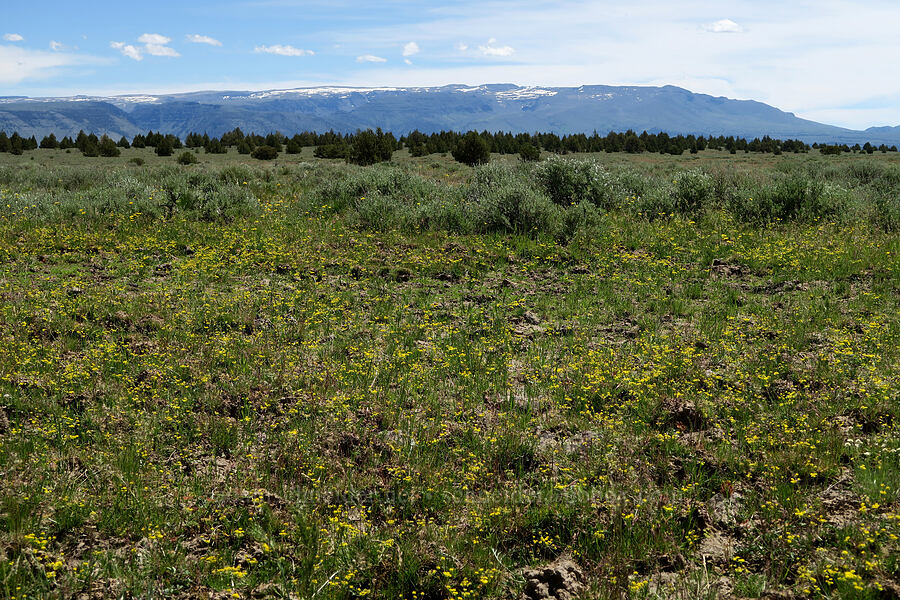 desert parsley (Lomatium sp.) [South Steens Mountain Loop Road, Harney County, Oregon]