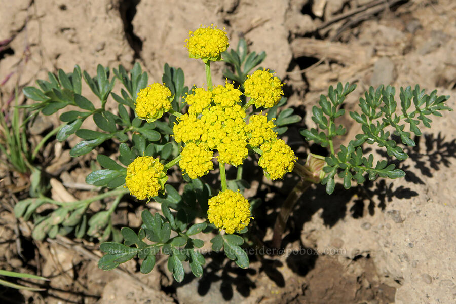 cous biscuitroot (Lomatium cous) [South Steens Mountain Loop Road, Harney County, Oregon]