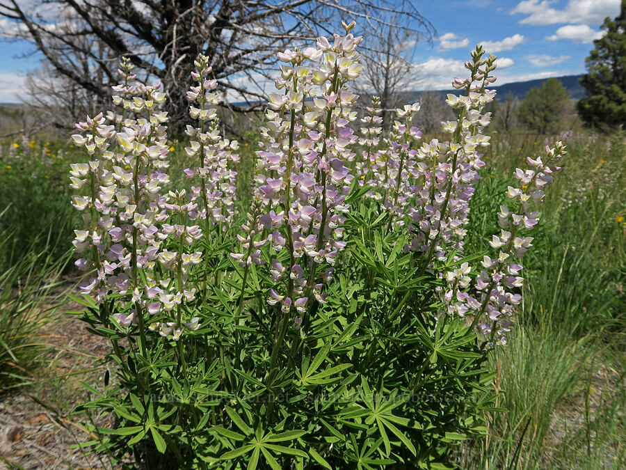 spurred lupines (Lupinus arbustus) [South Steens Mountain Loop Road, Harney County, Oregon]
