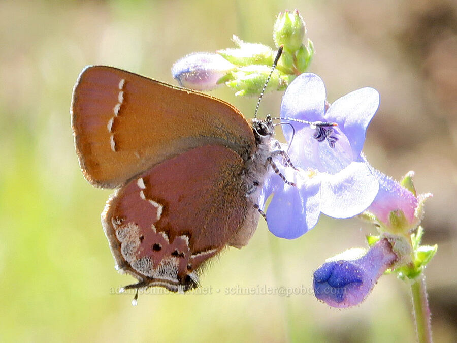 Nelson's hairstreak butterfly on lowly penstemon (Callophrys gryneus nelsoni, Penstemon humilis) [South Steens Mountain Loop Road, Harney County, Oregon]