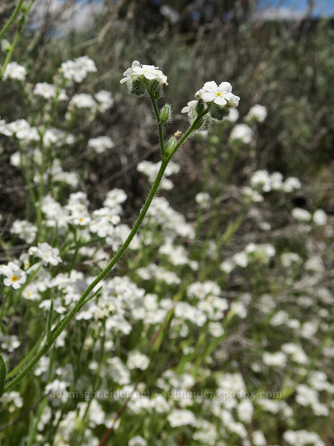 cryptantha (Cryptantha sp.) [South Steens Mountain Loop Road, Harney County, Oregon]
