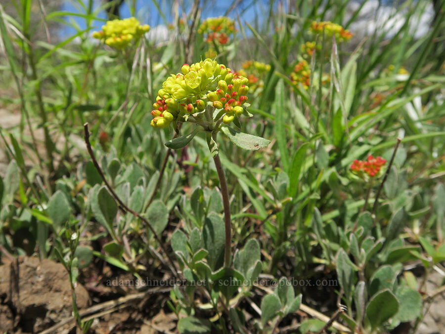 sulphur-flower buckwheat (Eriogonum umbellatum) [South Steens Mountain Loop Road, Harney County, Oregon]