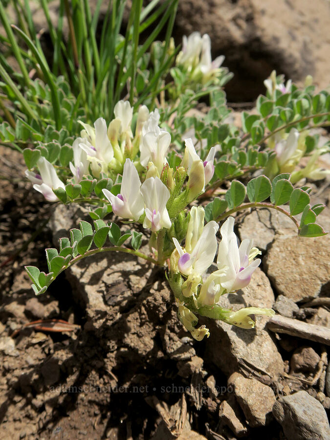 freckled milk-vetch (Astragalus lentiginosus var. chartaceus (Astragalus lentiginosus var. platyphyllidius)) [South Steens Mountain Loop Road, Harney County, Oregon]