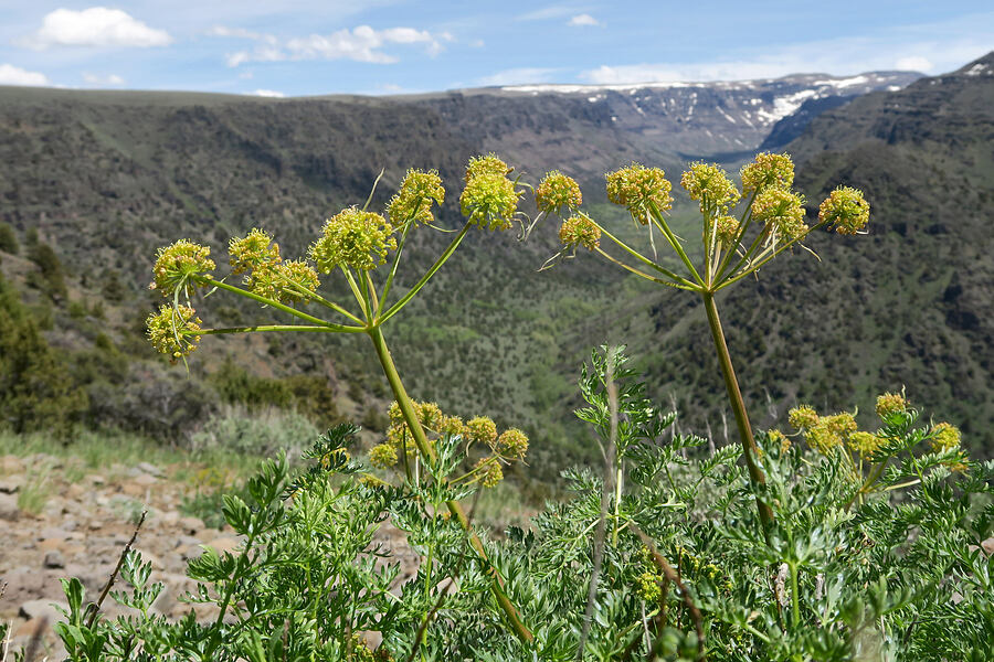 fern-leaf desert parsley (Lomatium multifidum (Lomatium dissectum var. multifidum)) [South Steens Mountain Loop Road, Harney County, Oregon]