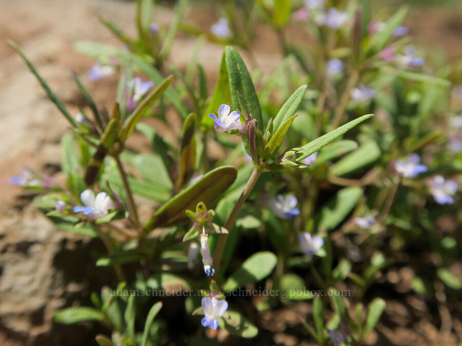 small-flowered blue-eyed-Mary (Collinsia parviflora) [South Steens Mountain Loop Road, Harney County, Oregon]