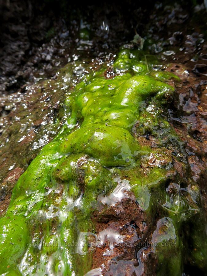 filamentous green algae [South Steens Mountain Loop Road, Harney County, Oregon]