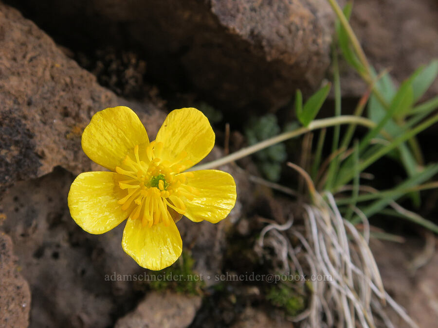 sagebrush buttercup (Ranunculus glaberrimus) [South Steens Mountain Loop Road, Harney County, Oregon]