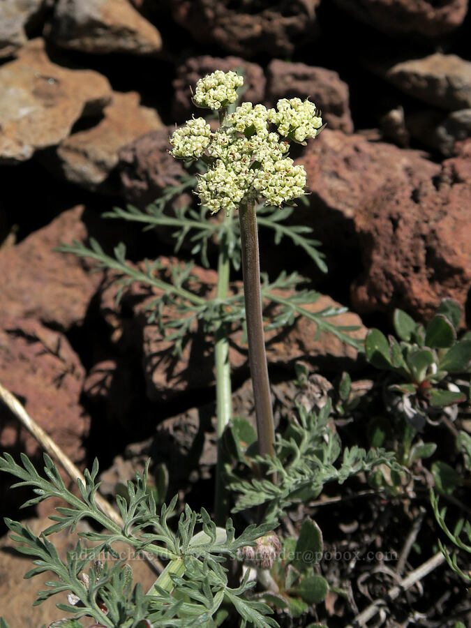 Nevada biscuitroot (Lomatium nevadense) [Little Blitzen Overlook, Steens Mountain, Harney County, Oregon]